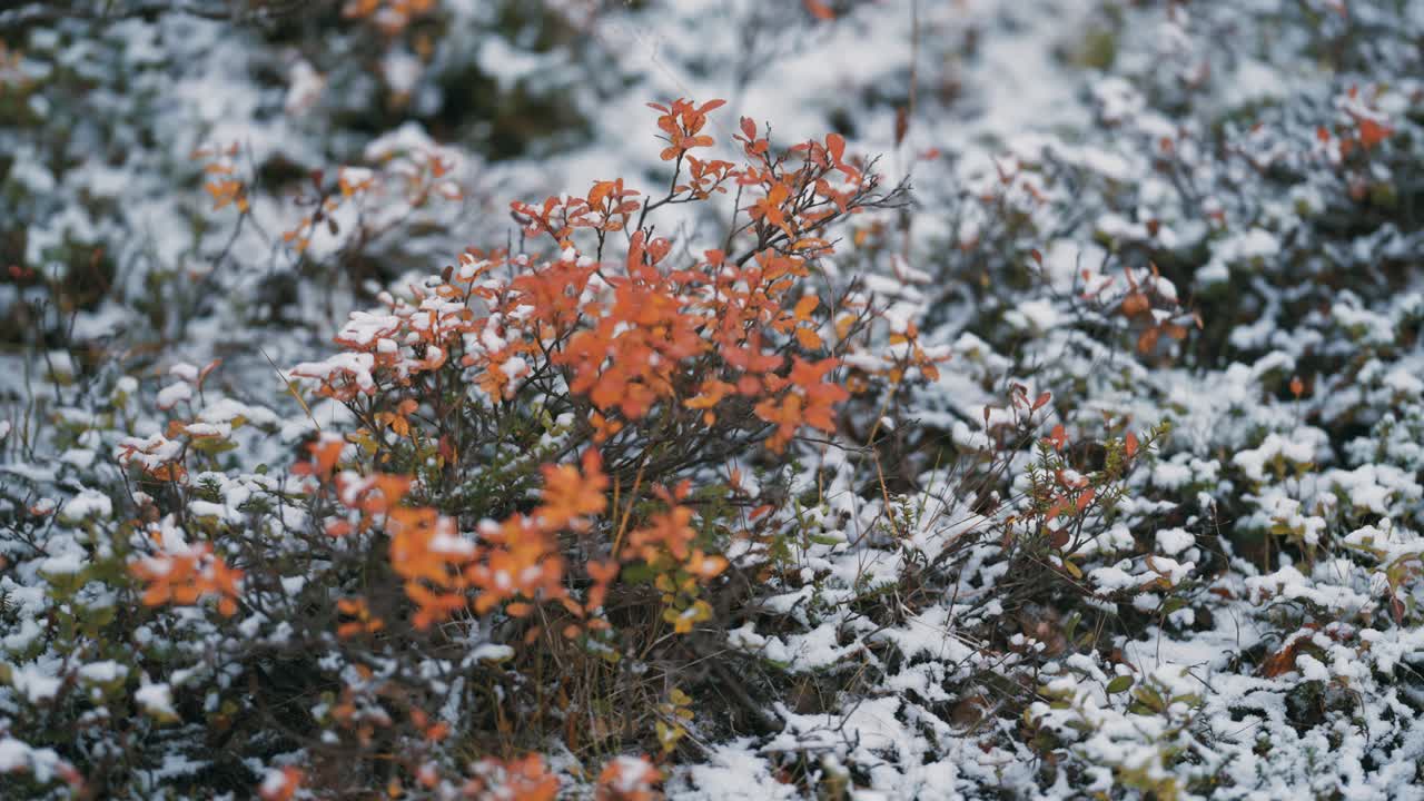 la primera nieve ligera cubre las hojas coloridas de los arbustos de arándanos y la hierba marchita en la tundra