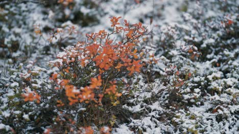 The light first snow covers the colorful leaves on blueberry bushes and withered grass in the tundra