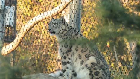 a snow leopard rests and observes its surroundings in a naturalistic zoo enclosure with warm lighting