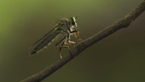 Alien-Aussehende-Räuberfliege-Auf-Zweig-Mit-Verschwommenem-Grünem-Naturhintergrund