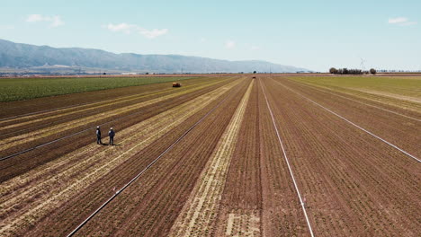 Dron-Amplio-En-Cámara-Lenta-Del-Campo-De-Cultivo-De-Alcachofas-Moviéndose-Hacia-Arriba