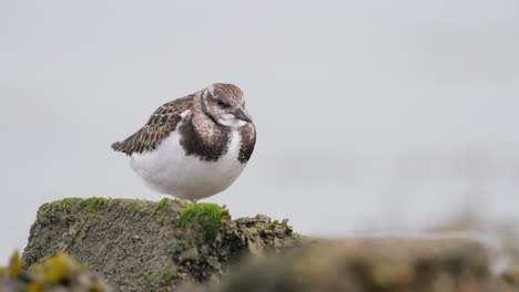 dunlin on rocks