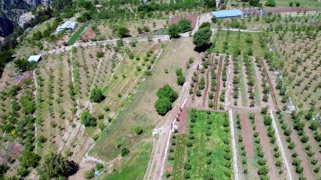 hileras de árboles de cedro que crecen en el paisaje del valle de kadisha en la gobernación del norte, líbano