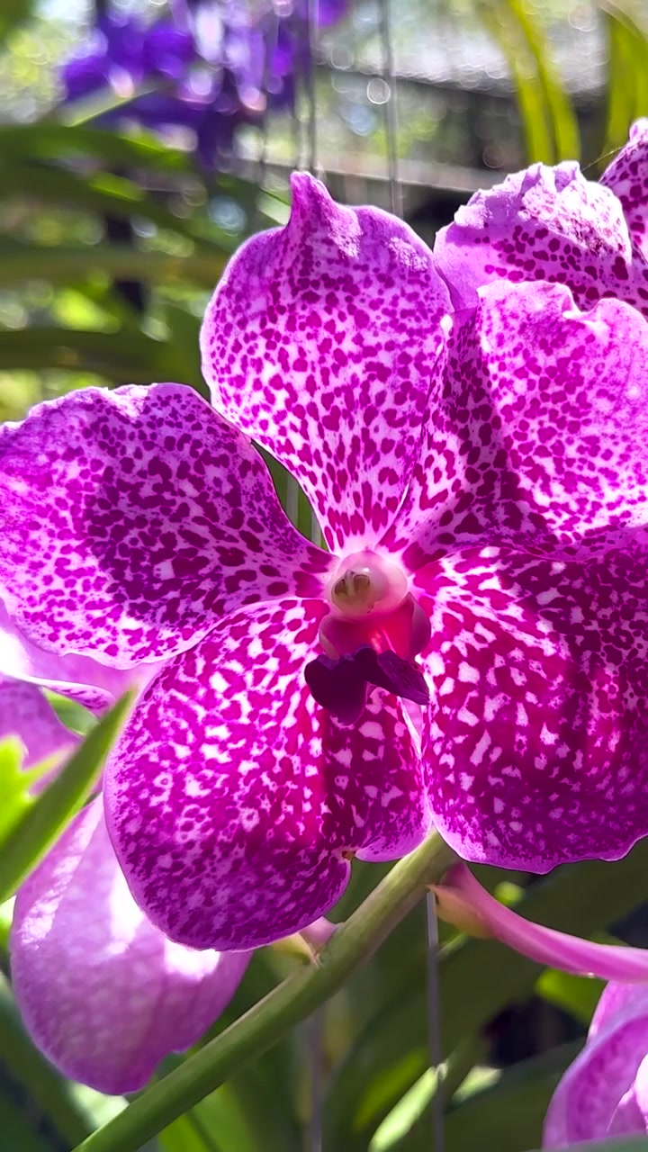 Uno scatto verticale dettagliato che mostra i motivi intricati di fiori di orchidea maculati viola e rosa.