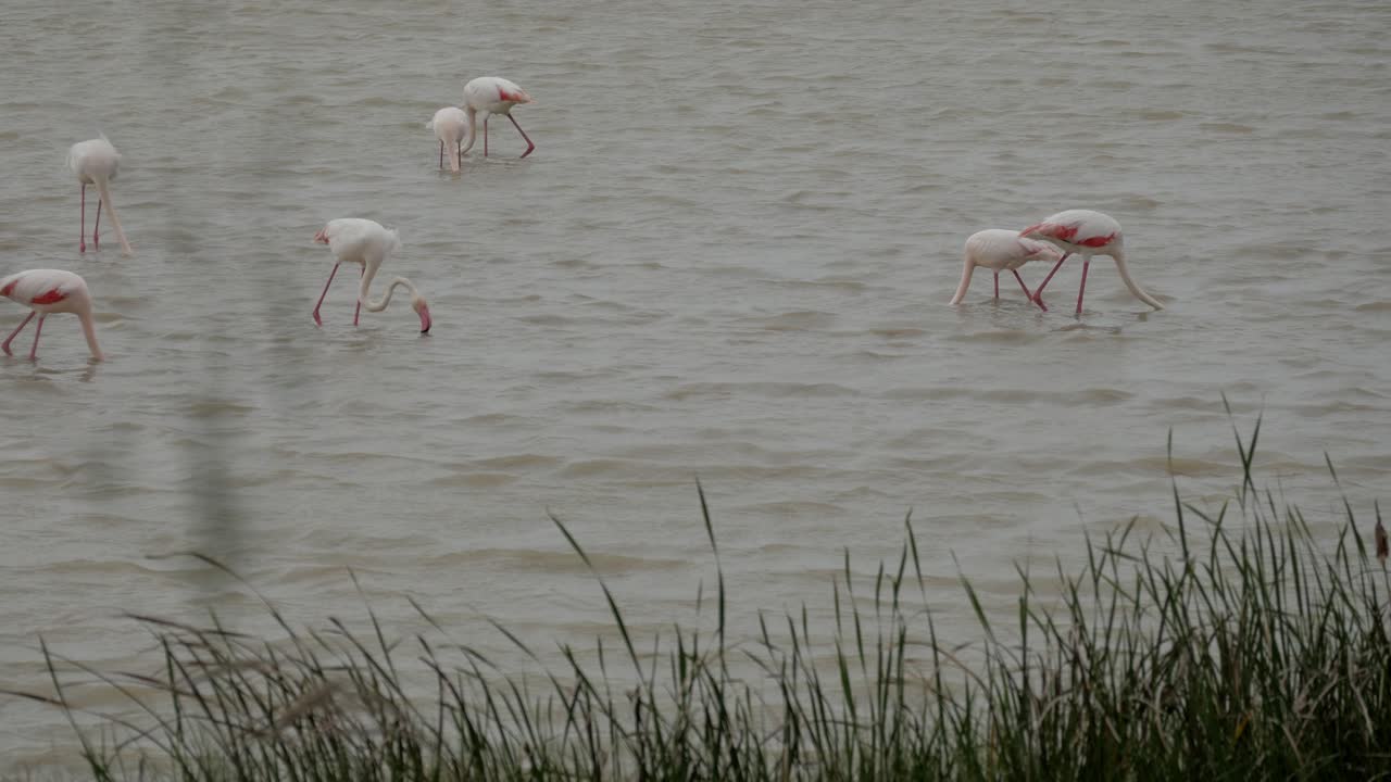 Flamingos feeding in Lucio del Lobo Marsh, Doñana, showing peaceful nature activity