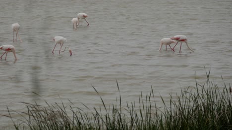 flamingos feeding in lucio del lobo marsh, doñana, showing peaceful nature activity