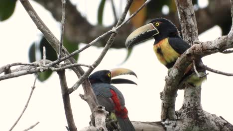 Zwei-Halsband-Aracari-Vögel-Kämpfen-Sanft-In-Bäumen