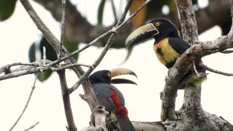 dos pájaros aracari con cuello luchando suavemente en los árboles