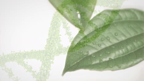 animation of dna helix over water falling from leaves against white background