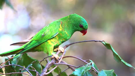 Scaly-breasted-lorikeet,-trichoglossus-chlorolepidotus-with-vibrant-plumage-perching-and-chattering-on-tree-branch,-curiously-wondering-around-the-environment,-close-up-shot-of-Australian-bird-species