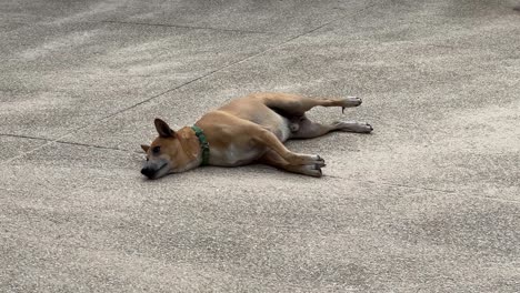 tan dog sleeping on pavement