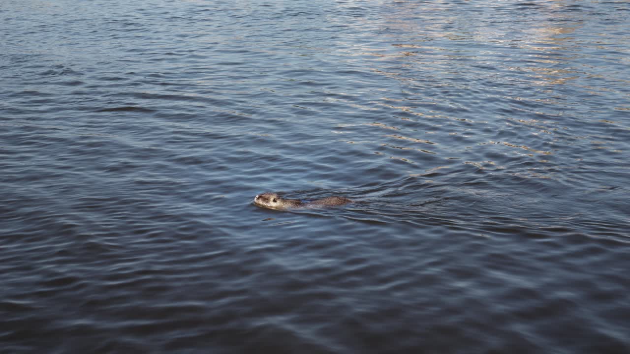 нутрия изящно плавает по реке.