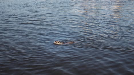 nutria-gracefully-swimming-through-a-river