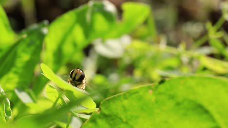 Close-up-of-a-honey-bee---hoverfly-sitting-on-top-of-a-leaf-and-fly-away-into-the-breeze