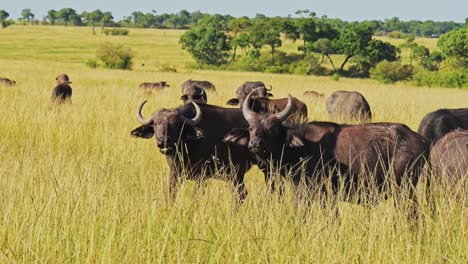 Slow-Motion-of-African-Buffalo-Herd-Walking,-Africa-Animals-on-Wildlife-Safari-in-Masai-Mara-in-Kenya-at-Maasai-Mara-in-Long-Grass-Savannah-Scenery,-Steadicam-Tracking-Gimbal-Following-Shot