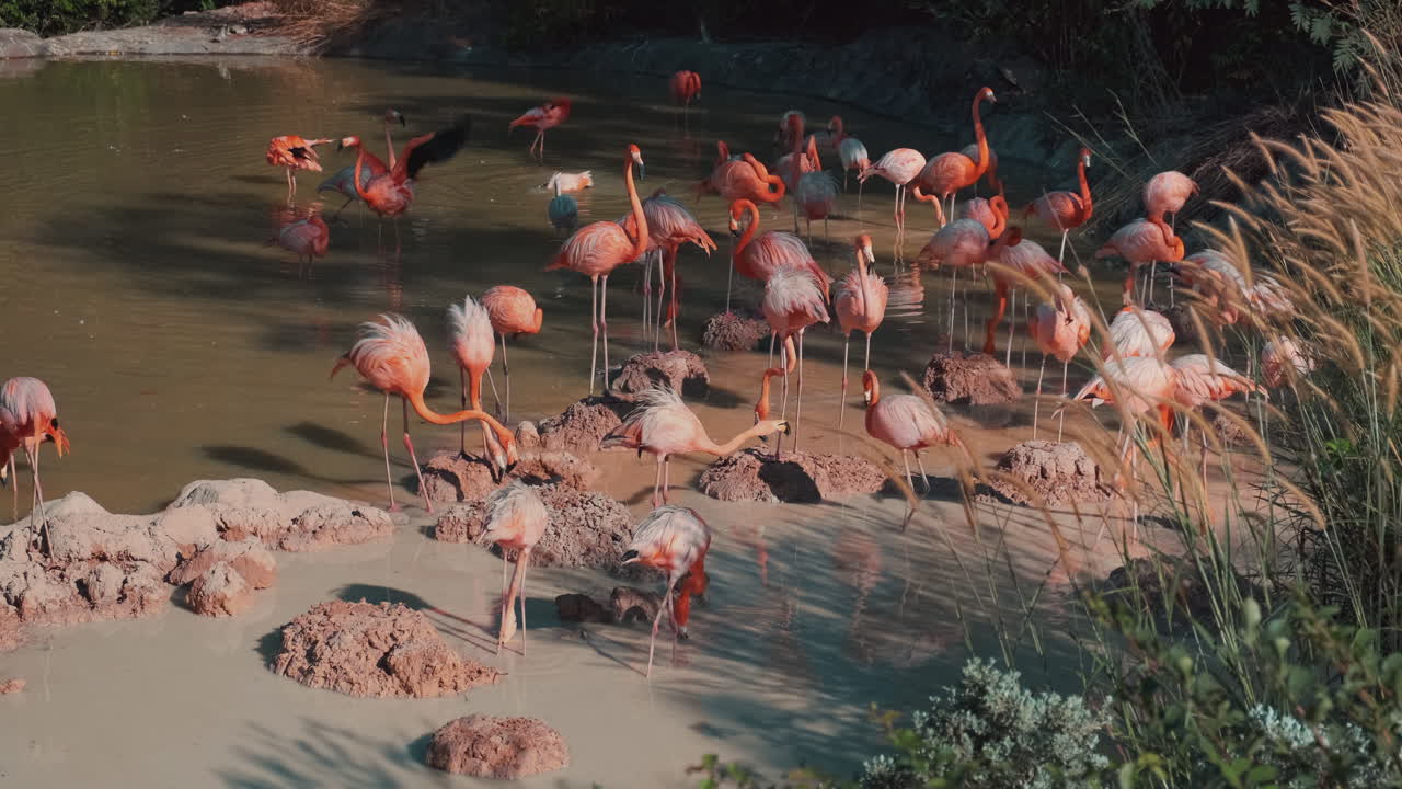 연못에 플라밍고