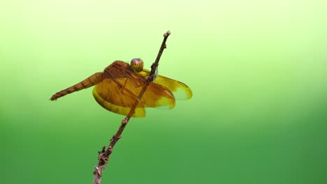 Libélula,-Ala-De-Terciopelo-Cobrizo,-Neurothemis-Fluctuans