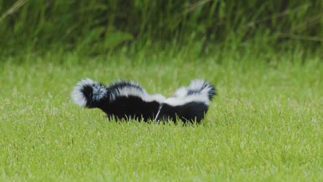 A-pair-of-baby-skunks-walking-in-circles-and-playing-in-the-grass