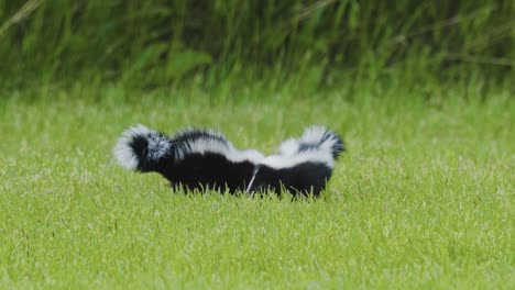 a pair of baby skunks walking in circles and playing in the grass