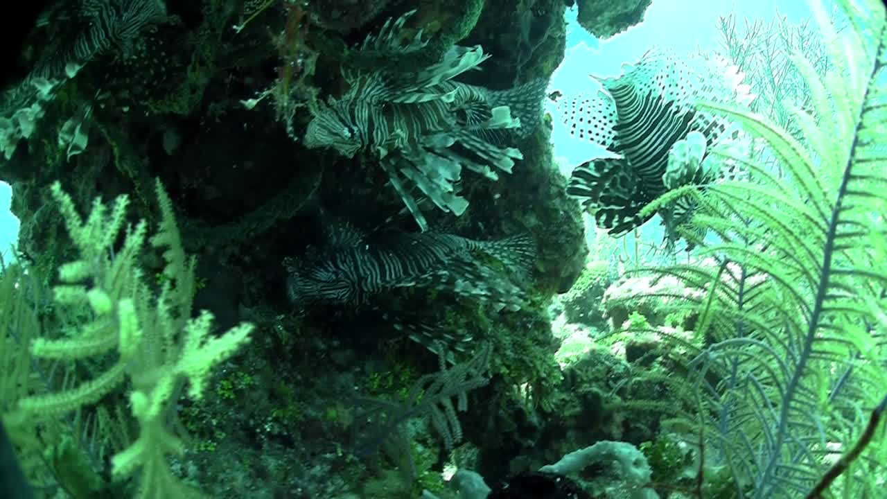 красивый зеленый подводный морской пейзаж