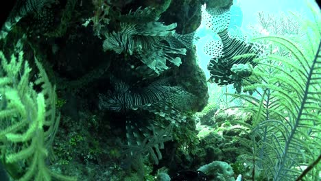 beautiful green underwater seascape