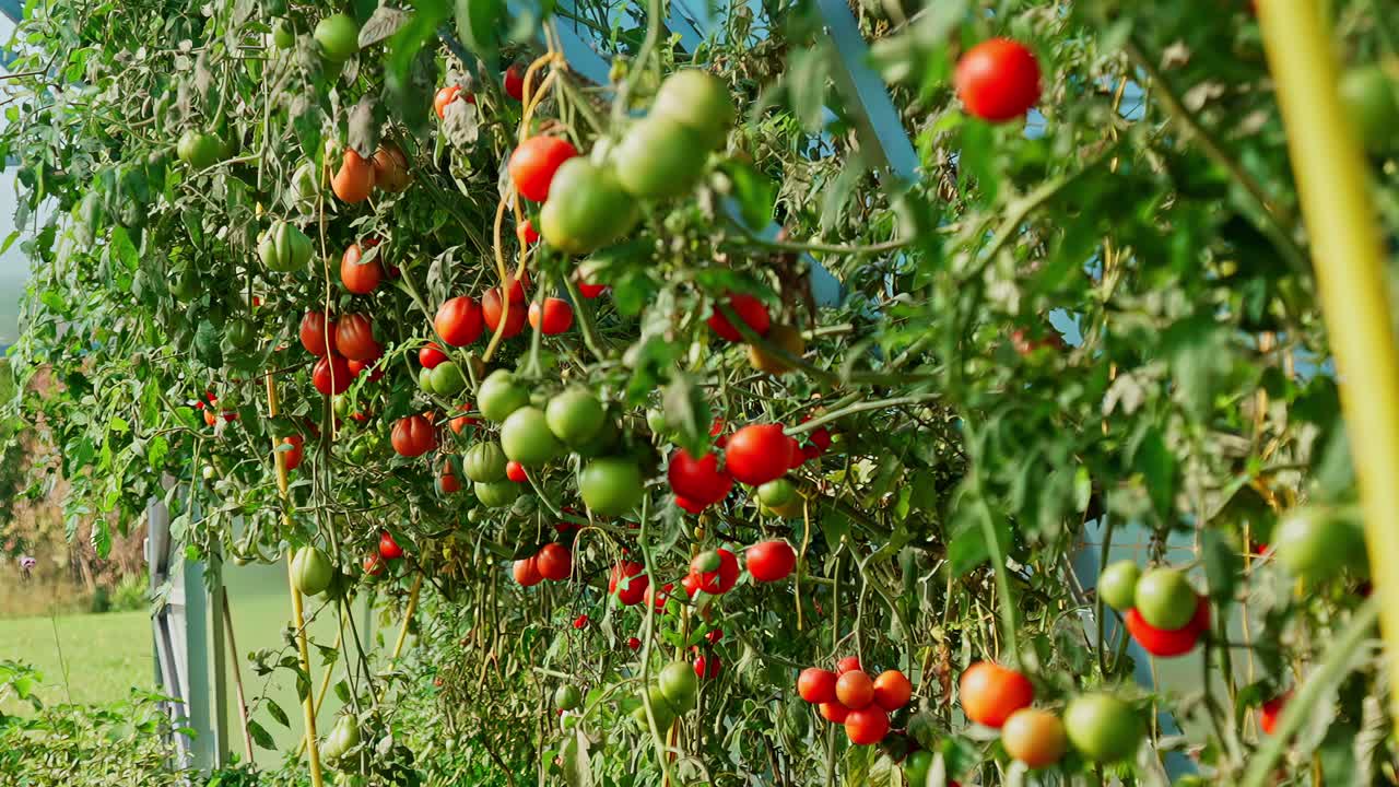 Lush garden of ripe and unripe tomatoes on vines in a sunny greenhouse
