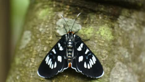 black butterfly perched on a branch in the wild forest