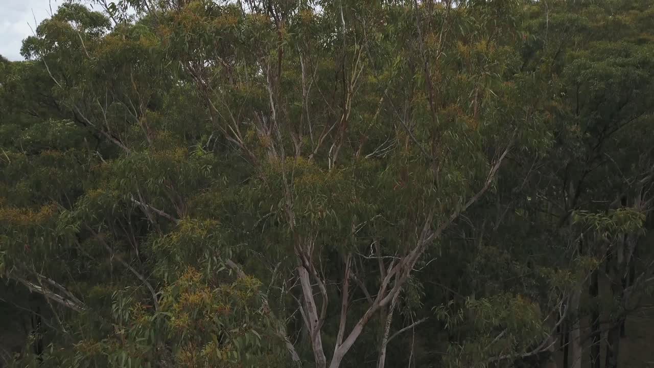 Drone rising over trees in green forest, Nambucca Valley in New South Wales, Australia