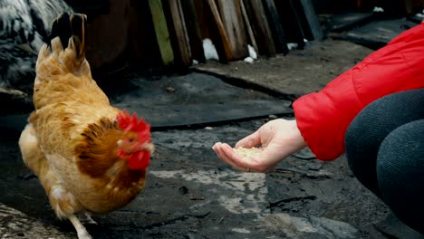 chicken feeding from woman hand