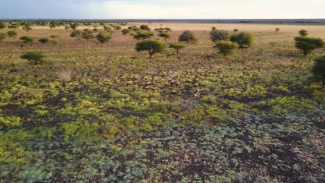 Aerial,-Wildebeest-herd-running-through-the-African-savanna-at-sunset-in-Botswana