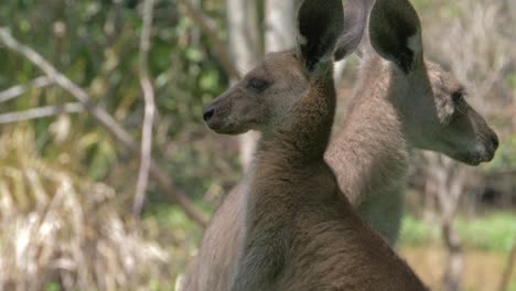 two australian eastern grey kangaroos licking and standing aware