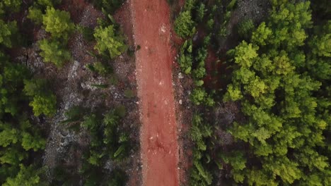 Green-forest-red-road-4k