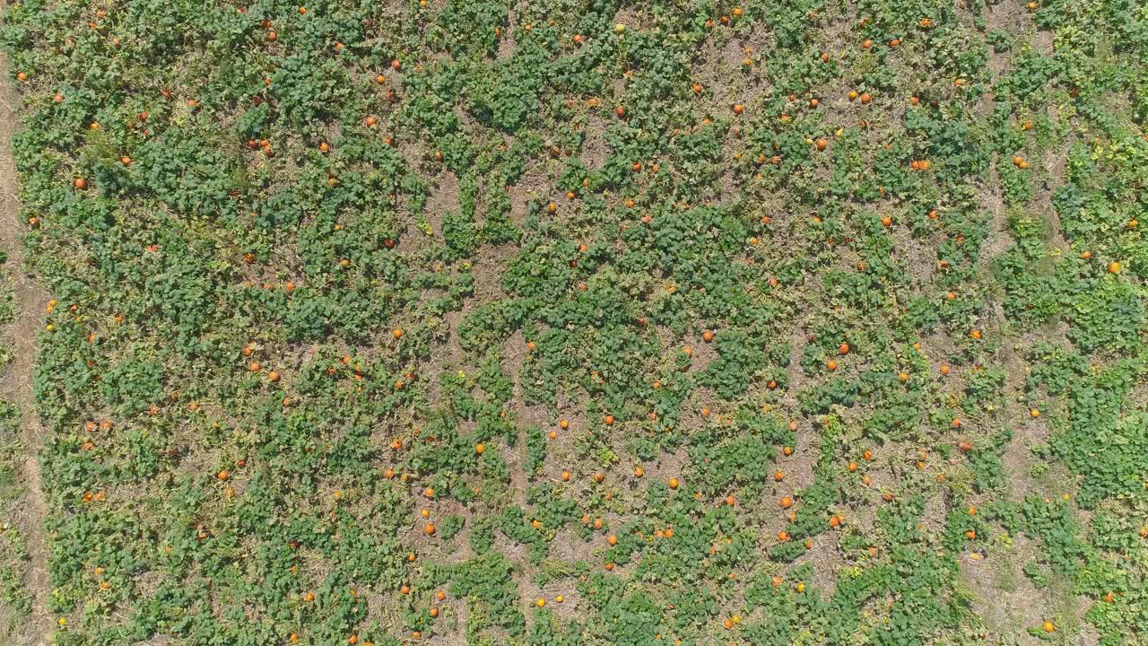 una vista aérea de cerca de las tierras de cultivo amish y el campo con campos de calabaza en un día soleado de verano