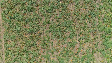 An-Aerial-Close-Up-View-of-Amish-Farmlands-and-Countryside-with-Pumpkin-Fields-on-a-Sunny-Summer-Day