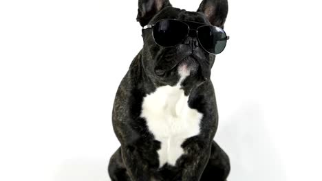 french bulldog sitting in glasses licking, white background