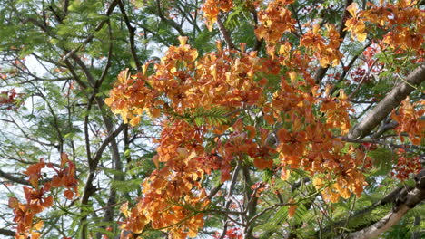 towering scarlet and orange-red petals of a flame tree spreading its leaves and flowers across a section of a park, giving shade to some people