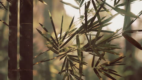 bamboo forest showing off its greenness