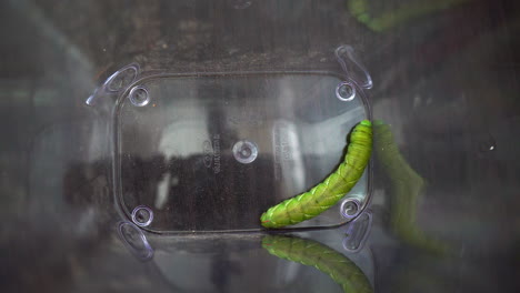 tomato wormhorn caterpillar trapped in a container and trying to escape