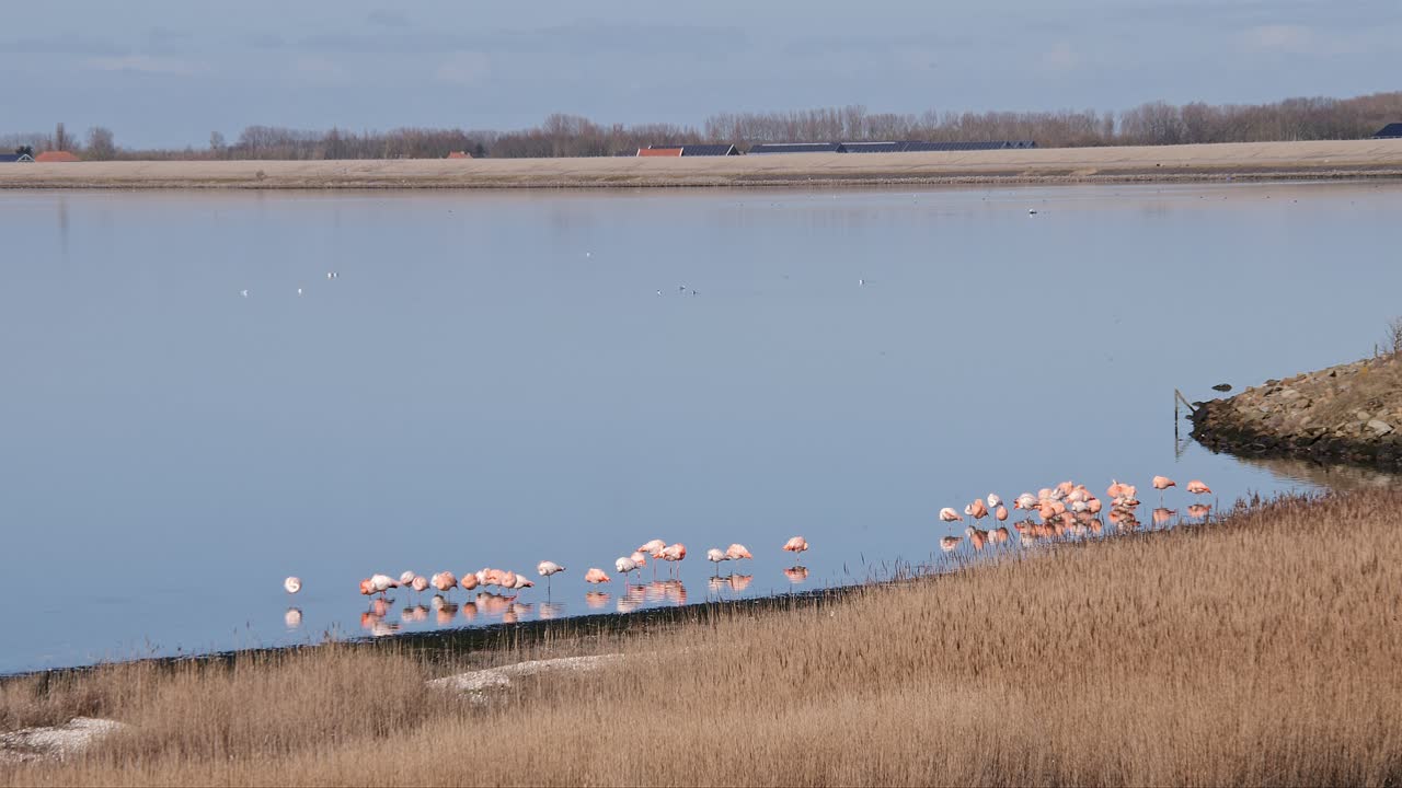 네덜란드 질랜드 지방의 물속에 있는 핑크 플라밍고 무리