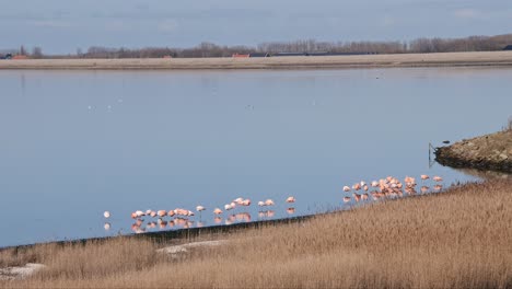 a colony of pink flamingos in the water in the province of zeeland in the netherlands