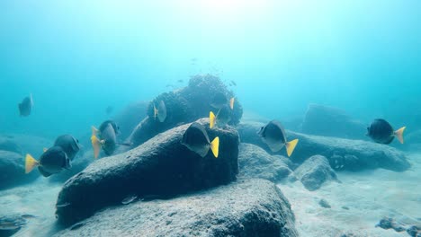 yellowtail surgeonfish swimming over the rocky seabed of blue ocean in cabo pulmo national marine park, baja california, mexico. - underwater