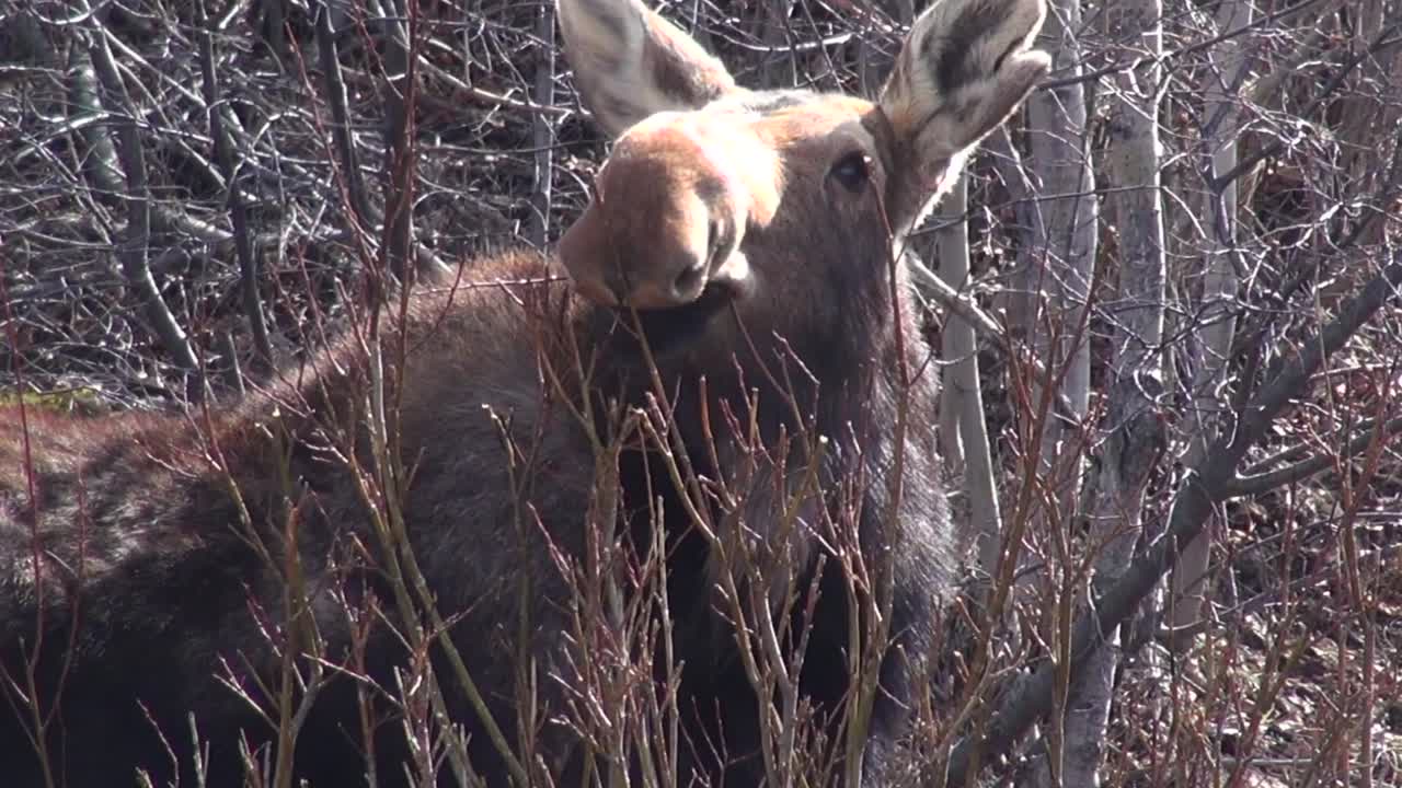 Moose eats small branches, looks cute