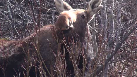 moose eats small branches, looks cute