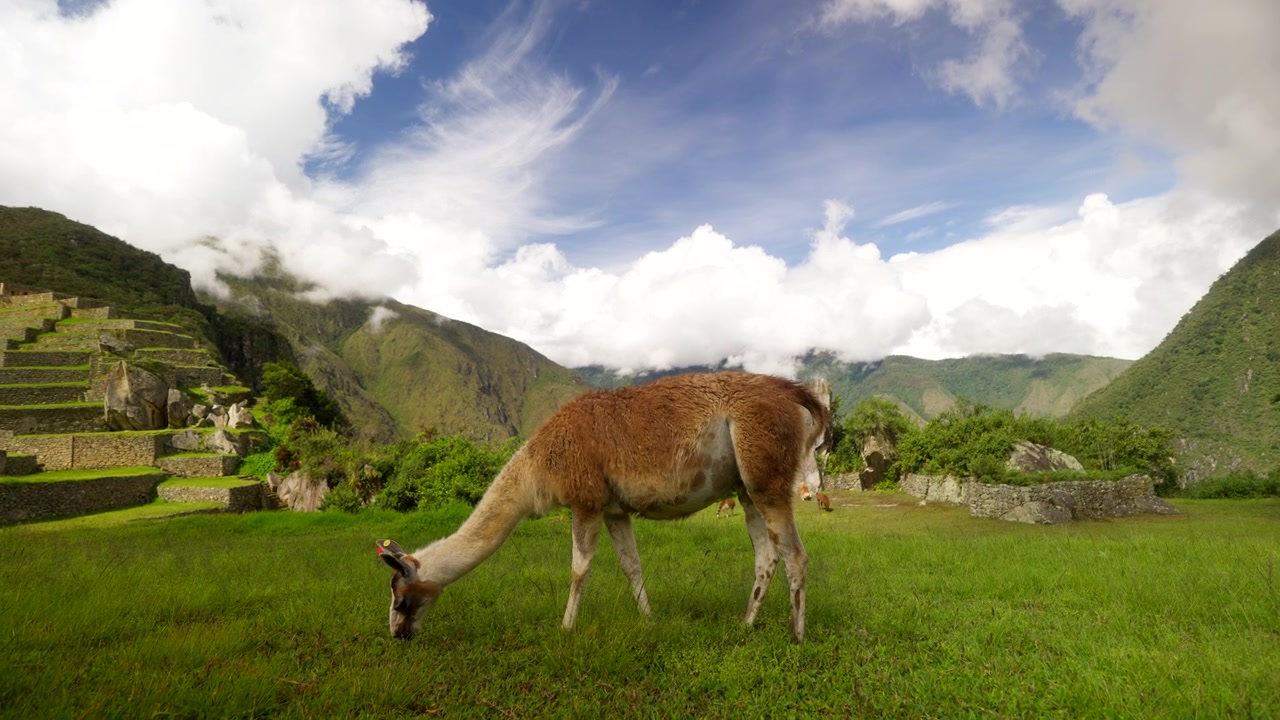 Un lama pascola su un pascolo rigoglioso accanto alle antiche rovine Inca di Machu Picchu, Perù, con ripide montagne andine e cime coperte di nuvole che si ergono intorno al sito archeologico storico.