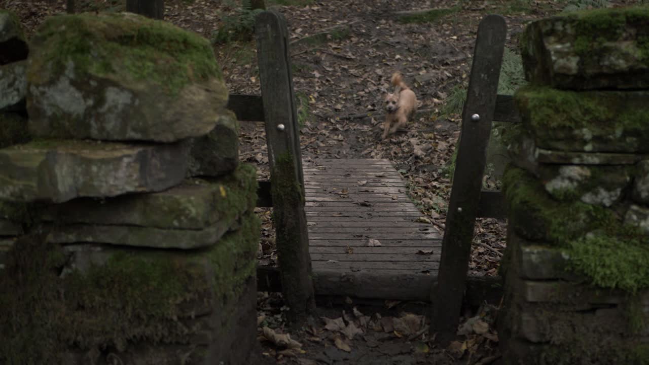 귀여운 해피 테리어 개는 시골 중간 샷에서 삼림 지대 문을 실행