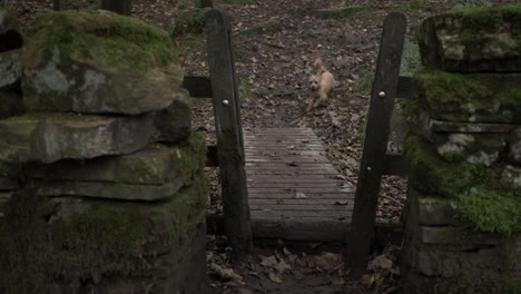 cute happy terrier dog runs woodland gate in countryside medium shot