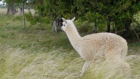 Alpacas-Caminando-Hacia-Un-Caballo,-En-Un-Pasto-En-Uruguay