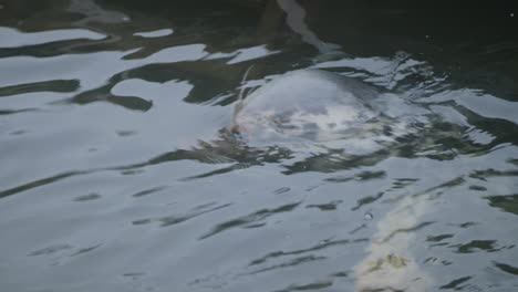 Mira-Este-Impresionante-Video-De-Una-Foca-Común-Sumergiendo-Su-Cabeza-En-El-Agua-Reluciente-En-El-Museo-Al-Aire-Libre-Skansen-En-Estocolmo,-Suecia