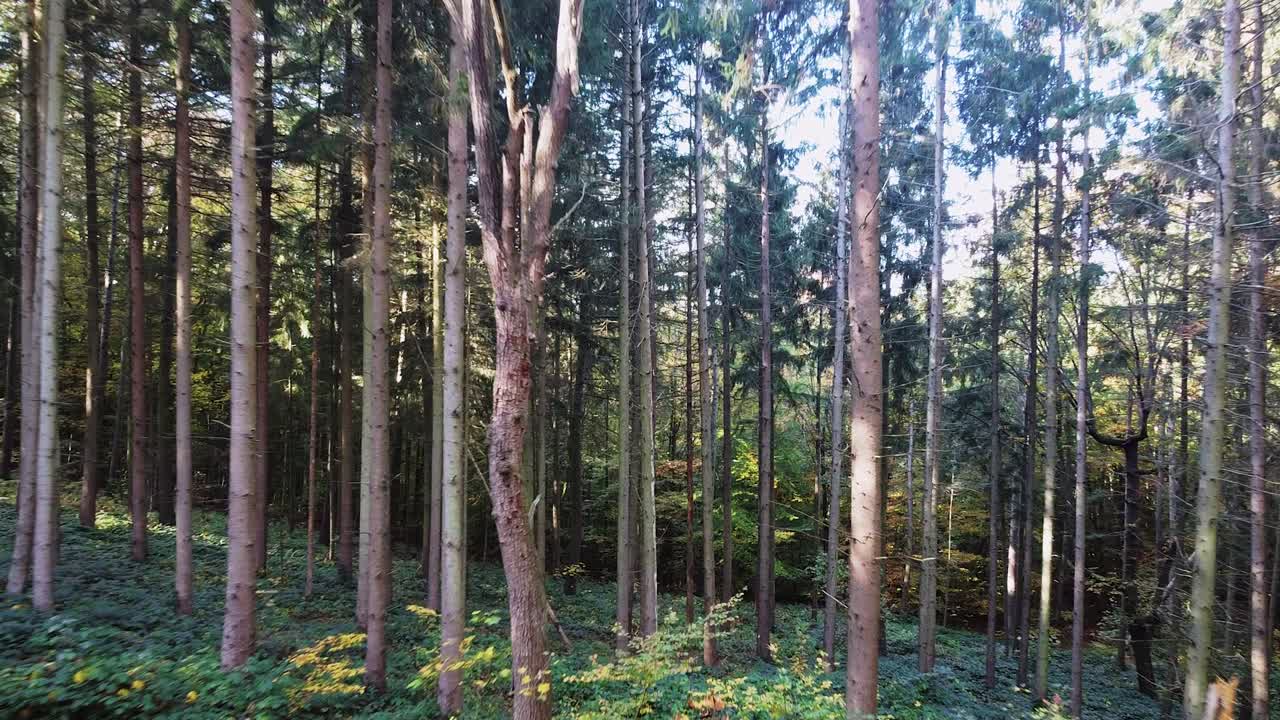caminando hacia el bosque durante la temporada de otoño