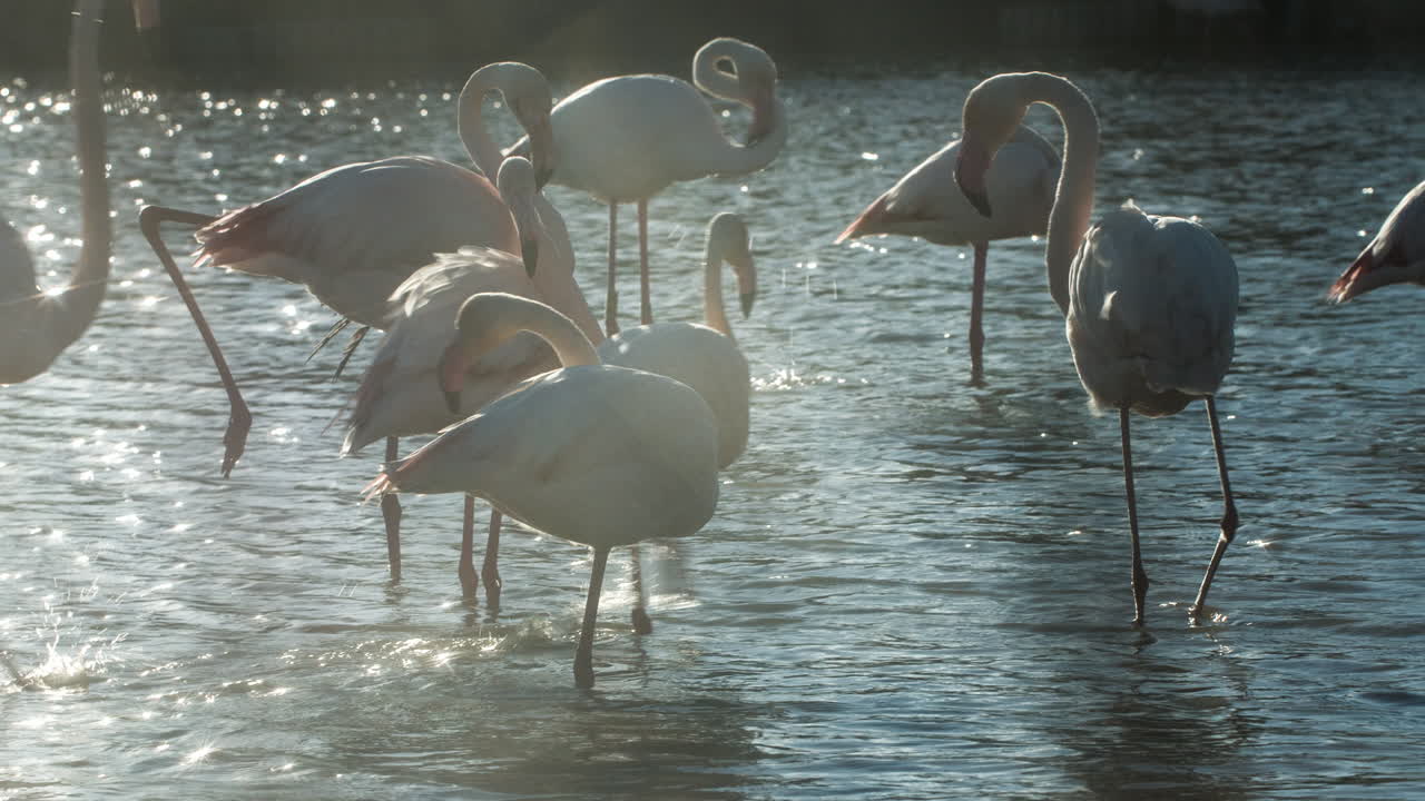 플라밍고 키네 4k 34